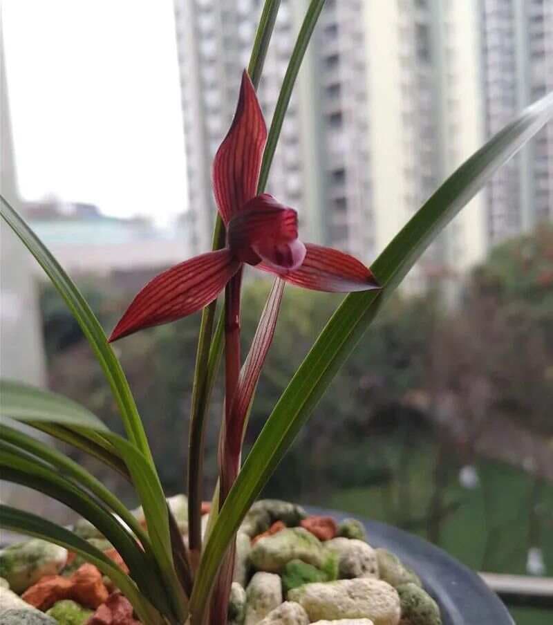 兰花分株的步骤和注意事项