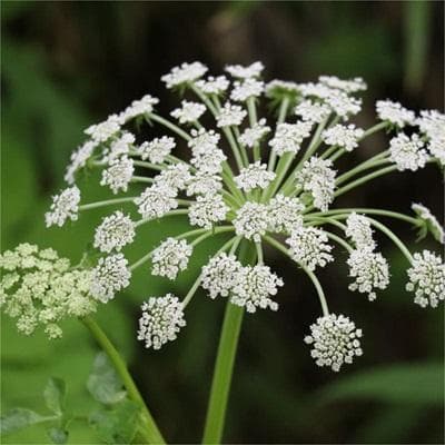 杭白芷：一种常见的中药材