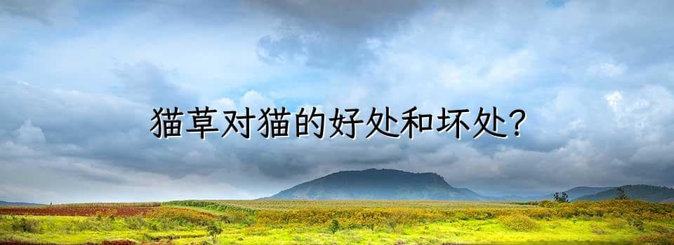 猫草的优缺点分析：可促进消化有助皮肤湿润，但存在过敏和不适症状的风险