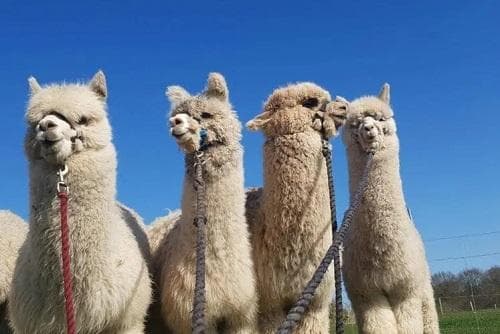 羊驼怎么养才能养好？