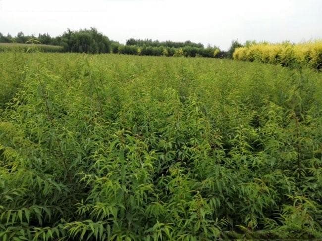 桃树蚜虫用什么药最有效