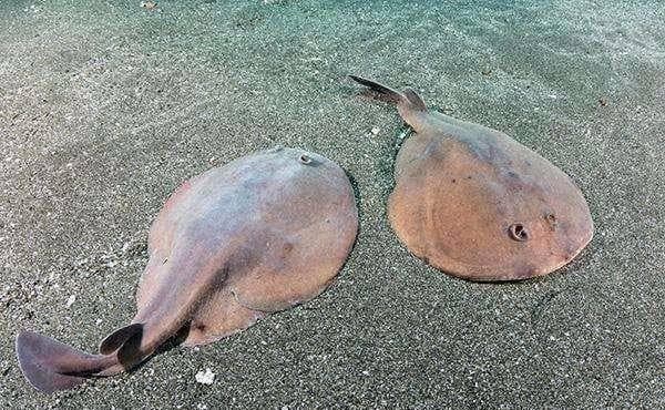 电鳗为什么能放出强大的生物电？