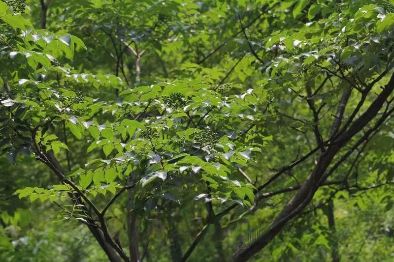 名家说湘药——湖南省首批道地药材之湘黄柏