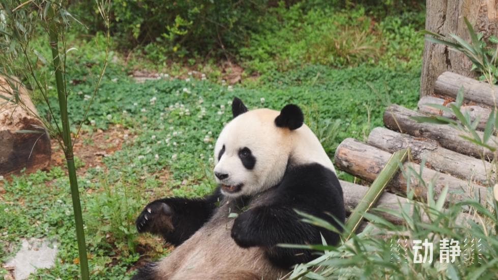 黔灵山公园凭什么常年位居贵州热门景点前10？记者实测
