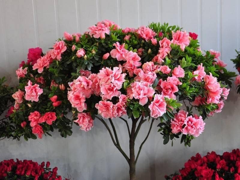 杜鹃花不好养？记住两个“小细节”，新芽窜满枝，年年开出大花球