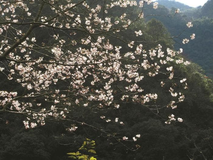 四明山野樱花盛开、昆虫活跃