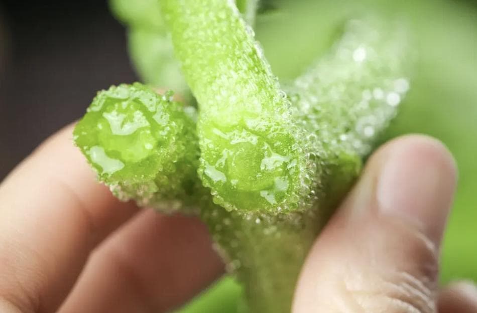 水晶冰菜钾含量是香蕉的7倍！抗炎、抗氧化、还能保护心血管健康