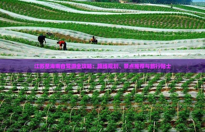 江苏至海南自驾游全攻略：路线规划、景点推荐与旅行贴士