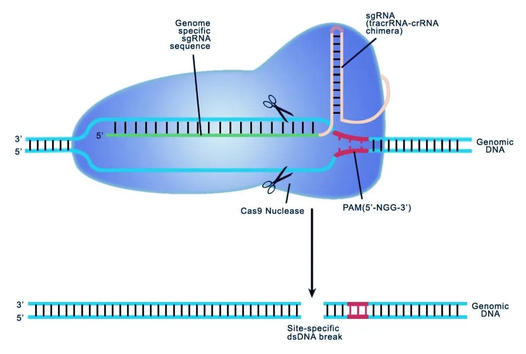 下一代分子诊断技术：CRISPR/Cas技术总结