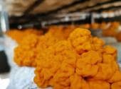 金耳：营养价值与经济价值兼具的珍贵食用菌