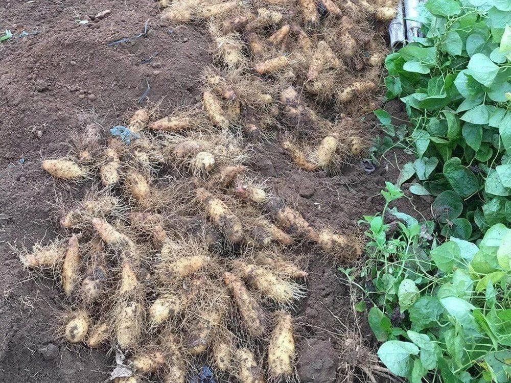 南方特有甜薯：山药近亲，可蒸可煮可做糖水