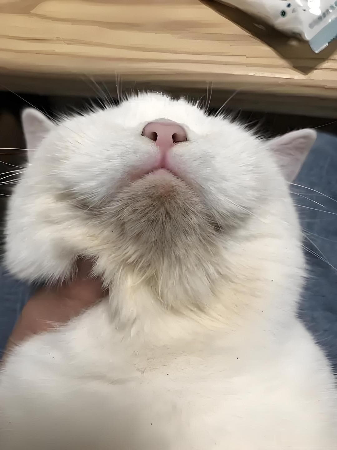 猫咪黑下巴怎么办？选对食碗是关键！
