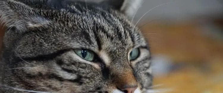 猫咪耸耳什么意思？用耳朵语言读懂宠物猫的心理世界