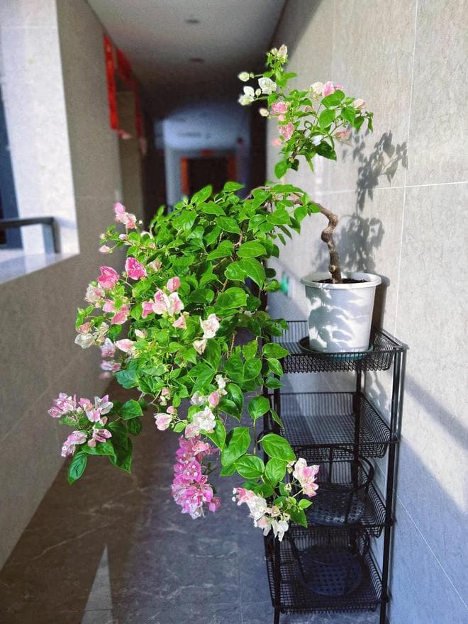 盛极一时的“三角梅”，已经跌落神坛，“3大原因”不容忽视
