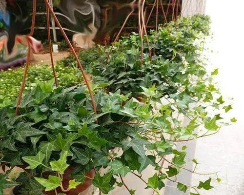 10种能杀菌的植物，保护你的身体健康（自然界的防病宝库，多种杀菌植物等你挑选）