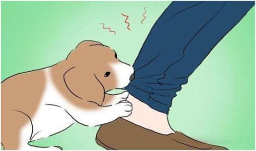 犬咬伤后的正确处理方法