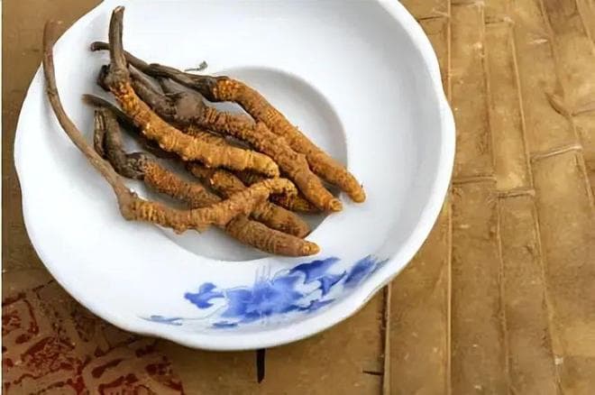 冬虫夏草：科研揭示抗癌奇效，惊人发现引发读者好奇