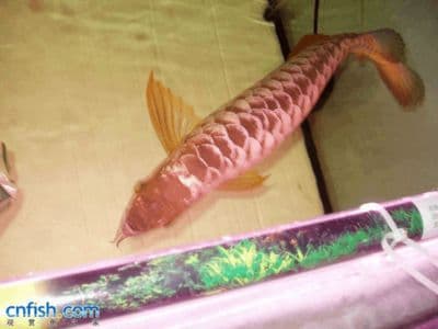 观赏鱼快递运输：法律规定与实际操作指南