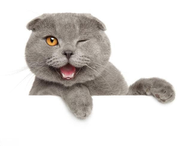 猫咪的秘密生活：揭示它们独特行为背后的行为模式与心理活动
