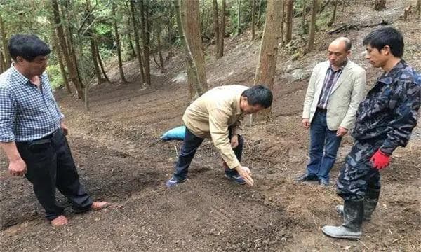山茱萸的栽培技术要点与主要管理步骤