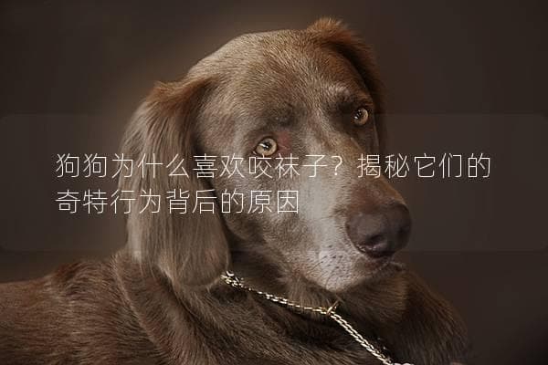 狗狗为什么喜欢咬袜子？揭秘它们的奇特行为背后的原因