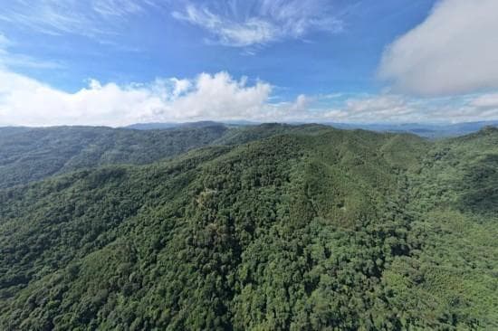 普洱江城：盘活利用闲置林地 大力发展特色中药材种植