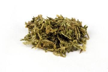 伸筋草的功效与应用