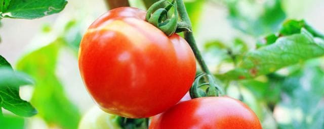 两种优质西红柿种子品种详解：欧冠301与硬粉王冠F1