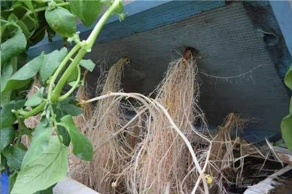 水培蔬菜如何降低感染根腐病的发生？