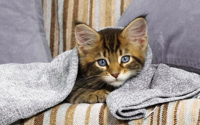 解码猫的肢体语言：你的猫想告诉你什么
