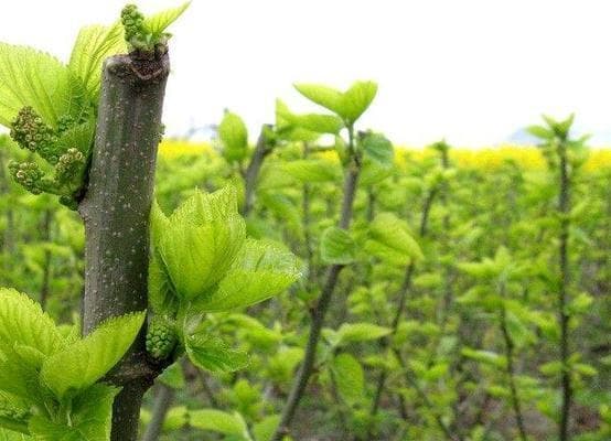 桑树长什么样子？桑树有哪些特征？