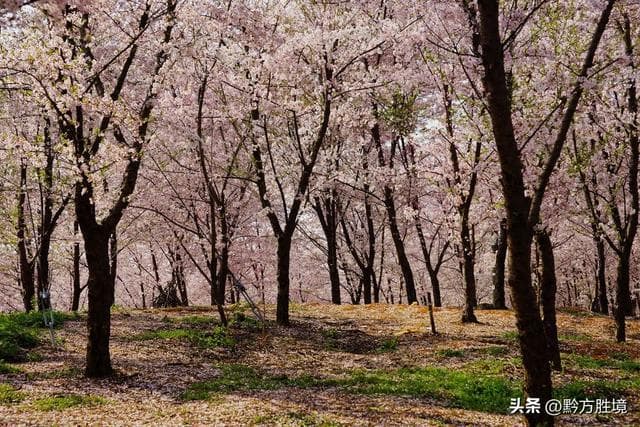 平坝樱花饱受冷空气折磨，建议贵州在兴义重新种植万亩樱花园