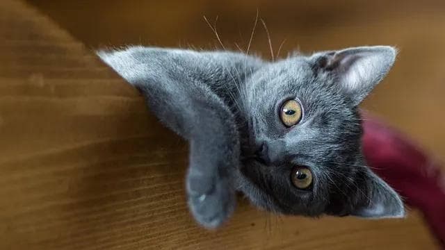 猫长黑下巴了怎么办？别着急！