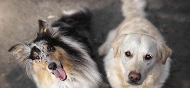 提高宠物犬寿命的窍门（以健康、饮食和运动为基础）