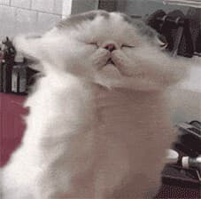 满屋子都是猫毛怎么办？预防与清理猫毛的方法