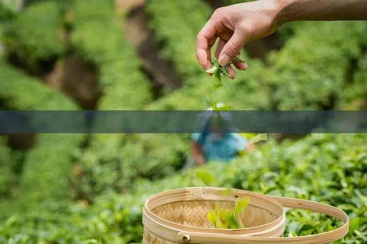 百合泡水的多种功效与作用：全面解析及使用注意事项