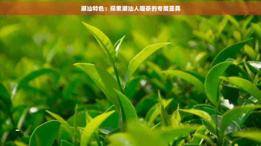 潮汕特色：探索潮汕人喝茶的专属壶具