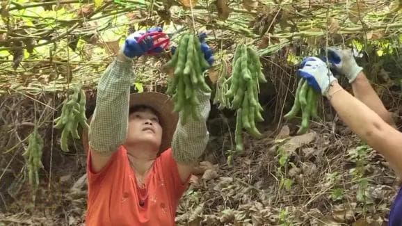 阳春特产狗仔豆喜丰收，亩产万斤农户增收
