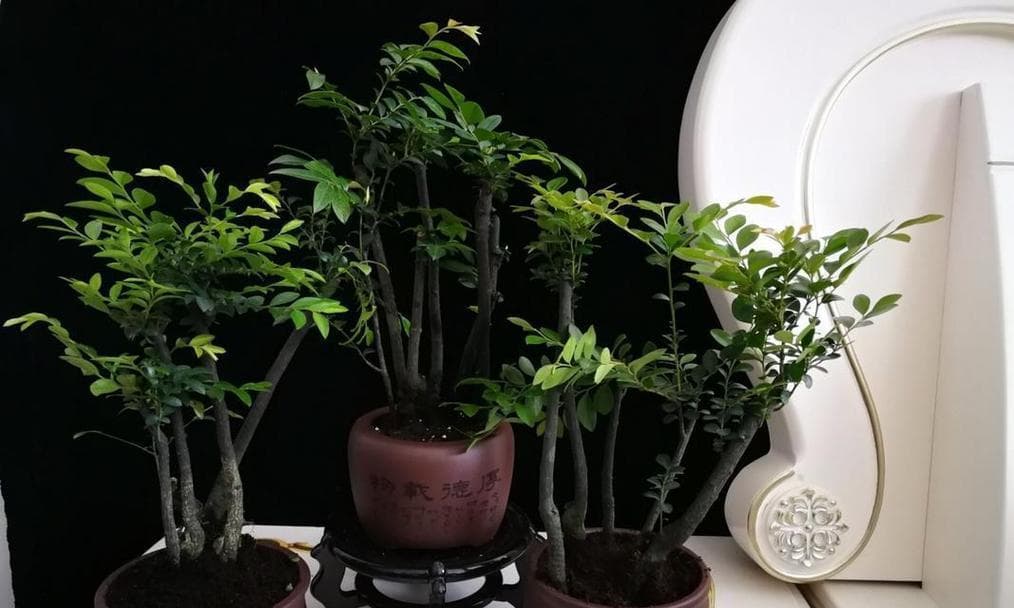 小叶紫檀花卉的寓意与象征：从传统到现代的文化传承