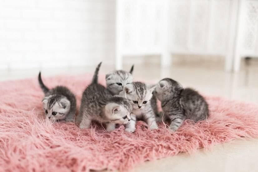 一个月内的小奶猫饲养全攻略，教你如何成为合格的“猫妈妈”！