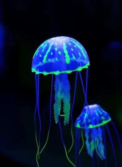 灯塔水母：拥有"永生"能力的神奇生物