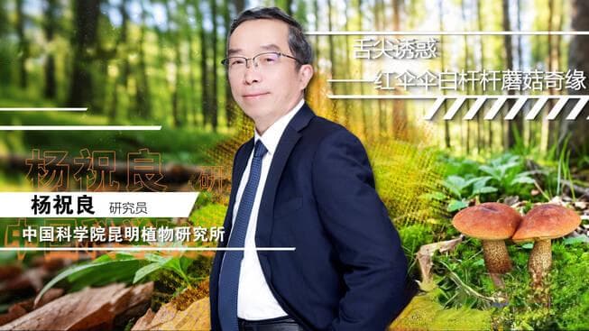 云南野生菌：从美味到科研的真菌王国