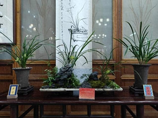 兰花与山石融合创新“兰石图”！逛上海春兰展，走进兰花的素雅世界｜2025魔都追春