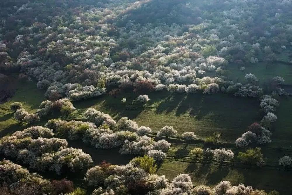 科研团队证实苹果起源中国，小小果实背后有这么多故事，你都知道吗？