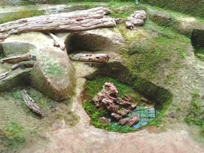 和恐龙同时代的植物化石“硅化木”是怎么形成的？