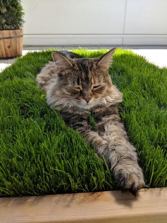【猫草懒人包】猫咪全天然排毛神器！了解猫草种类、功效、喂食方式、多久吃一次全指南