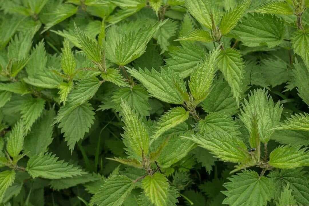 荨麻：一种会“咬人”的植物