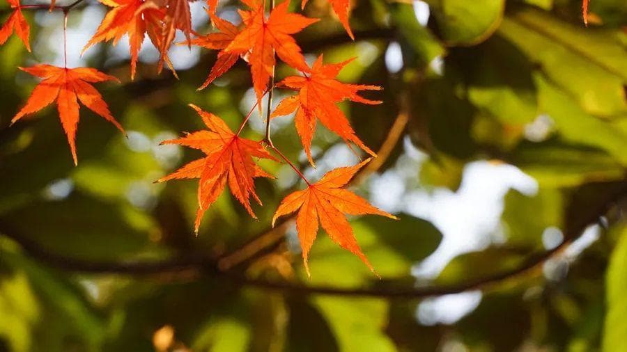 防治老年慢性便秘，中医调理有妙招