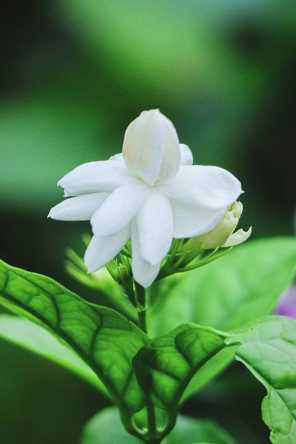 垂丝茉莉：秋冬最美花园新宠！