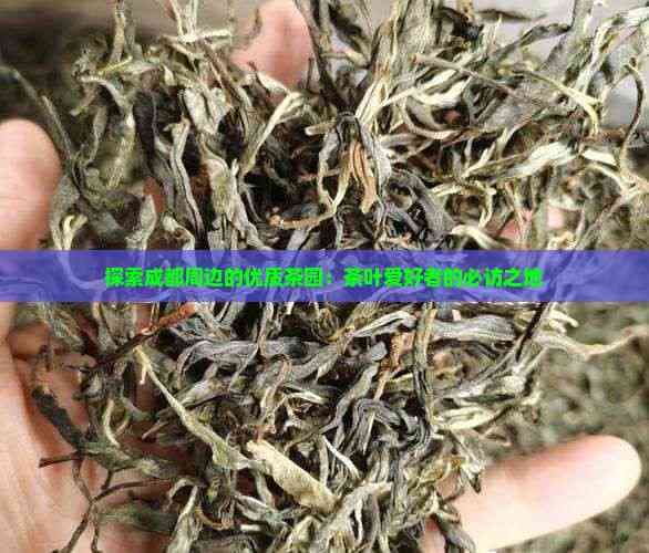 探索成都周边的优质茶园：茶叶爱好者的必访之地